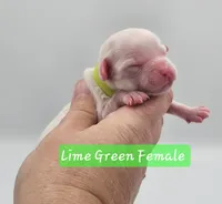 Lime Green Female , a female Cockapoo for sale in Mocksville, NC – 6 of 7