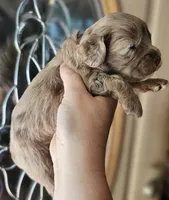 CKC Chocolate Merle Male, a male Cockapoo for sale in Clemmons, NC – 8 of 9