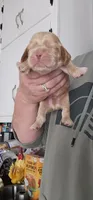 Blue Collar Male, a male Cocker Spaniel for sale in Mocksville, NC – 5 of 9