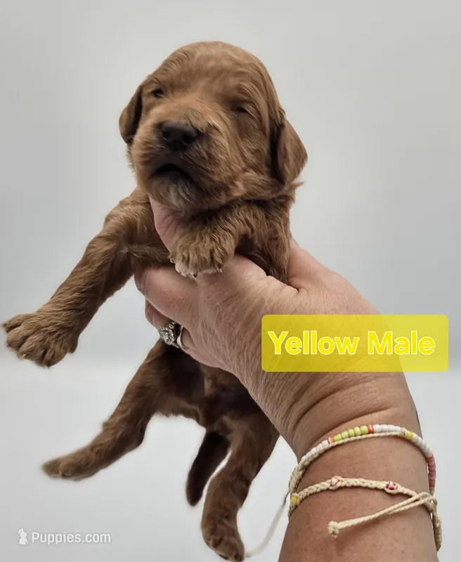 Yellow Male  – Goldendoodle puppy for sale in Mocksville, NC