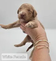 White Female , a female Goldendoodle for sale in Mocksville, NC – 10 of 10