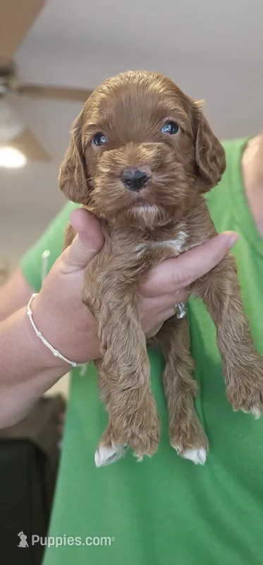 Blue Male – Cockapoo puppy for sale in Mocksville, NC