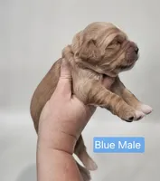 Mini Golden Cocker Retriever - Blue, a male Golden Cocker Retriever for sale in Mocksville, NC – Photo 7 of 8