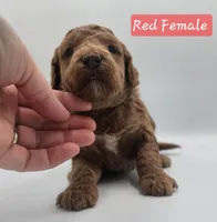 Red Female , a female Goldendoodle for sale in Mocksville, NC – 8 of 10