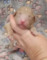 White Collar Female , a female Goldendoodle for sale in Mocksville, NC – 2 of 10