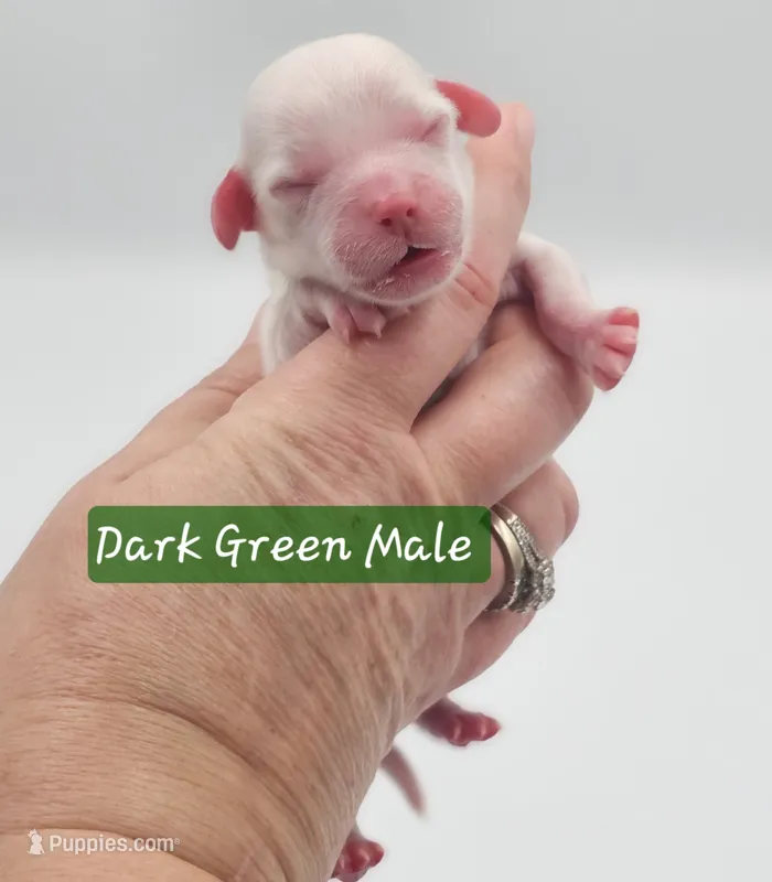 Dark Green Collar Male  – Cockapoo puppy for sale in Mocksville, NC