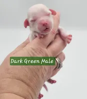 Dark Green Collar Male , a male Cockapoo for sale in Mocksville, NC – 1 of 8