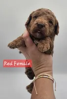 Red Female , a female Goldendoodle for sale in Mocksville, NC – 7 of 10