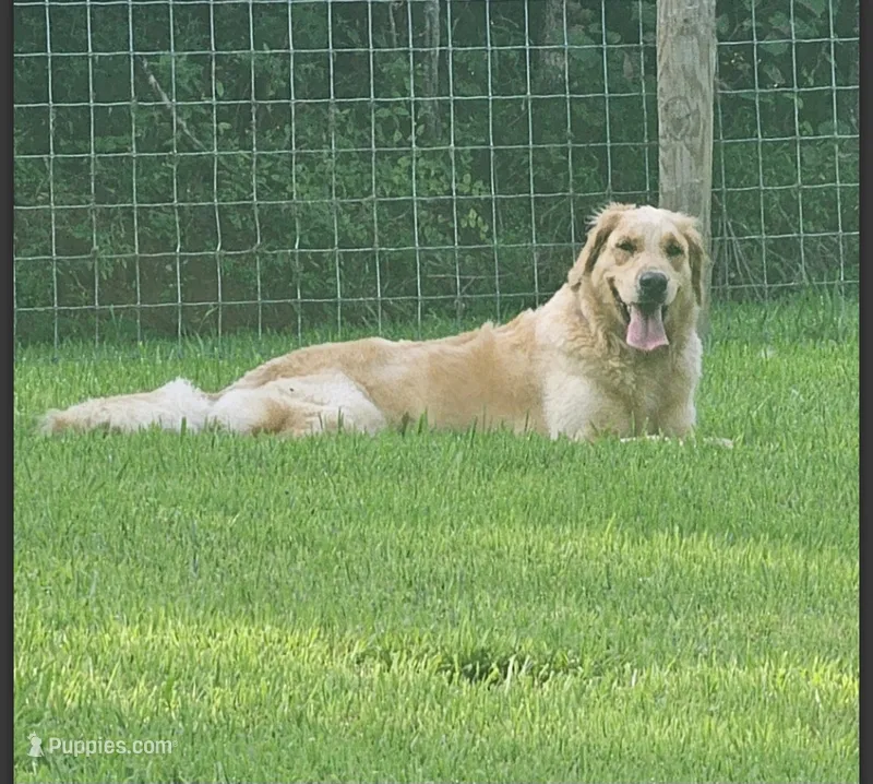 Bella – Golden Retriever puppy for sale in Mocksville, NC