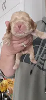 Blue Collar Male, a male Cocker Spaniel for sale in Mocksville, NC – 2 of 9