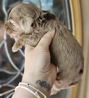 CKC Chocolate Merle Male, a male Cockapoo for sale in Clemmons, NC – 4 of 9
