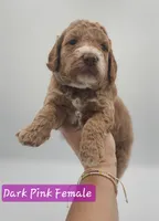 Dark Pink Female , a female Goldendoodle for sale in Mocksville, NC – 6 of 9