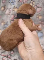Black Collar Male, a male Goldendoodle for sale in Mocksville, NC – 9 of 10