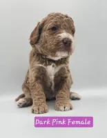 Dark Pink Female , a female Goldendoodle for sale in Mocksville, NC – 8 of 9