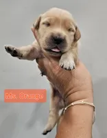 Orange Collar Female , a female Golden Retriever for sale in Mocksville, NC – 10 of 10