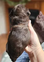 Purple Female, a female Cockapoo for sale in Mocksville, NC – 3 of 10