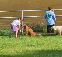 AKC Golden, a female Golden Retriever for sale in Mocksville, NC – 2 of 3