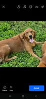 AKC Golden, a female Golden Retriever for sale in Mocksville, NC – 3 of 3