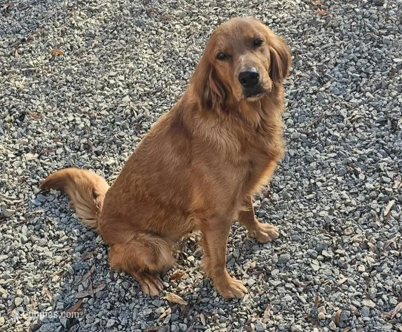 AKC Golden – Golden Retriever puppy for sale in Mocksville, NC