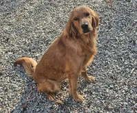 AKC Golden, a female Golden Retriever for sale in Mocksville, NC – 1 of 3
