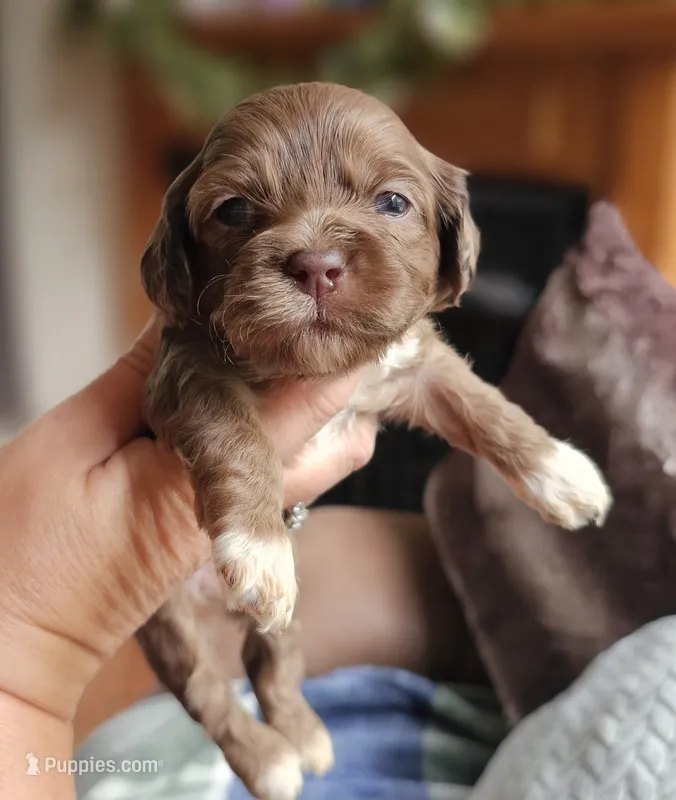 Pink Female  – Cockapoo puppy for sale in Mocksville, NC