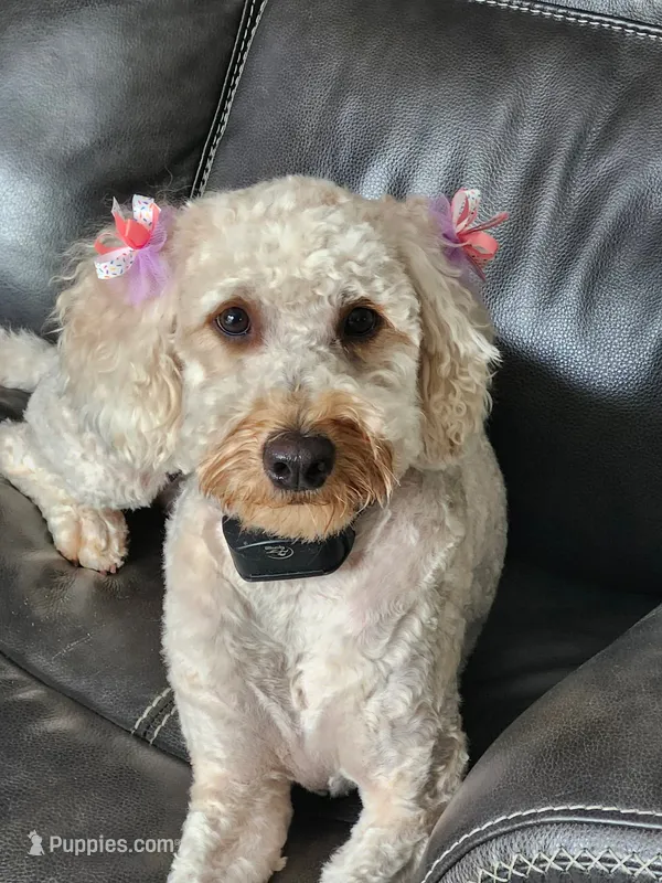 Winnie – Goldendoodle puppy for sale in Mocksville, NC