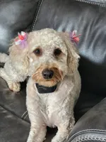 Winnie, a female Goldendoodle for sale in Mocksville, NC – 1 of 2