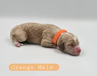 Orange Male, a male Cockapoo for sale in Mocksville, NC – 4 of 4