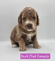 Dark Pink Female , a female Goldendoodle for sale in Mocksville, NC – 1 of 9