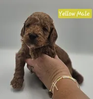 Yellow Male, a male Goldendoodle for sale in Mocksville, NC – 7 of 9