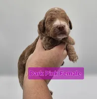 Dark Pink Female , a female Goldendoodle for sale in Mocksville, NC – 7 of 9