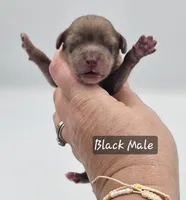 Black Collar Male, a male Cockapoo for sale in Mocksville, NC – 5 of 9