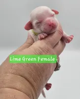 Lime Green Female , a female Cockapoo for sale in Mocksville, NC – 4 of 7
