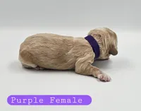 Purple Female, a female Cockapoo for sale in Mocksville, NC – 5 of 5