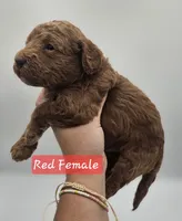 Red Female , a female Goldendoodle for sale in Mocksville, NC – 9 of 10