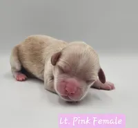 Pink Collar Female, a female Cockapoo for sale in Mocksville, NC – 2 of 6