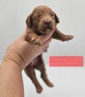 Red Female , a female Goldendoodle for sale in Mocksville, NC – 4 of 10