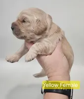 Mini Golden Retriever - Ms. Yellow, a female Golden Retriever for sale in Mocksville, NC – Photo 4 of 8