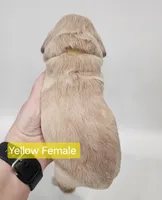 Mini Golden Retriever - Ms. Yellow, a female Golden Retriever for sale in Mocksville, NC – Photo 5 of 8