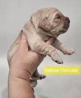 Mini Golden Retriever - Ms. Yellow, a female Golden Retriever for sale in Mocksville, NC – Photo 2 of 8