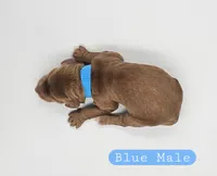 Blue Male, a male Cockapoo for sale in Mocksville, NC – 3 of 4
