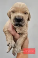 Red Collar Female, a female Golden Retriever for sale in Mocksville, NC – 2 of 10