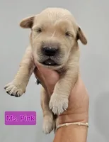 Pink Female , a female Golden Retriever for sale in Mocksville, NC – 5 of 8