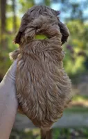 Ollie - Green Collar Male , a male Cockapoo for sale in Mocksville, NC – 7 of 7