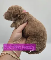 Dark Pink Female , a female Goldendoodle for sale in Mocksville, NC – 8 of 9