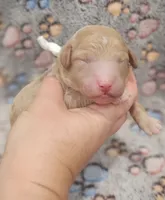White Collar Female , a female Goldendoodle for sale in Mocksville, NC – 7 of 10