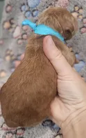Blue Collar Male, a male Goldendoodle for sale in Mocksville, NC – 4 of 9
