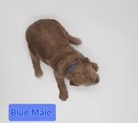 Blue Male , a male Goldendoodle for sale in Mocksville, NC – 4 of 9