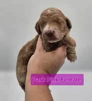 Dark Pink Female , a female Goldendoodle for sale in Mocksville, NC – 6 of 9