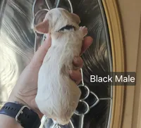 F1 Mini Male Cockapoo - Black Collar, a male Cockapoo for sale in Mocksville, NC – Photo 2 of 8